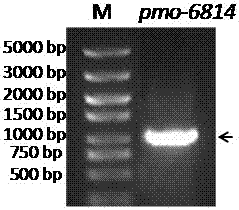 A kind of thioether monooxygenase derived from Pseudomonas and its synthetic application