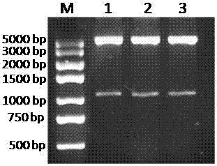 A kind of thioether monooxygenase derived from Pseudomonas and its synthetic application