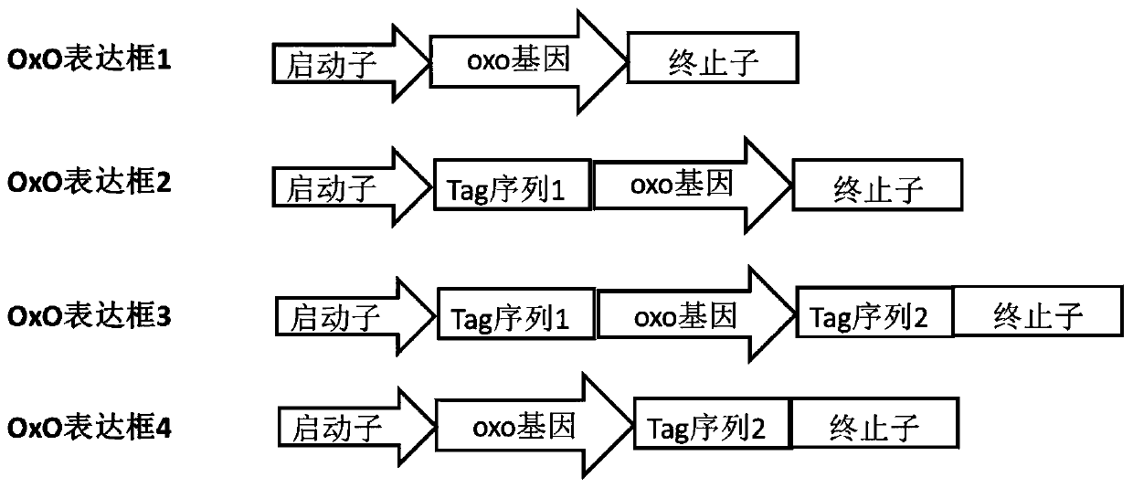 A kind of preparation method and application of soluble oxalate oxidase