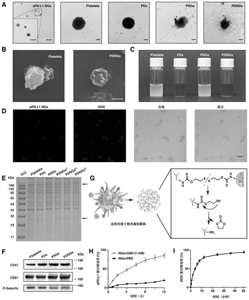 Engineered platelets of nanogel internally loaded with chemotherapeutic drugs and externally carried with immune checkpoint inhibitors as well as preparation method and application of engineered platelets