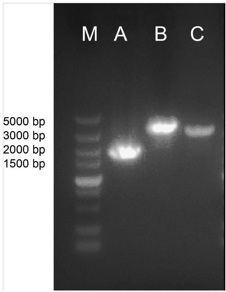 Method for weakening hemB gene expression to increase yield of 5-aminolevulinic acid synthesized by escherichia coli