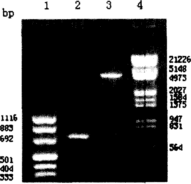 Phosphoric acid receptor protein gene glandular related viral vector and construction and application