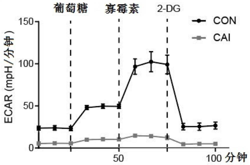 Use of carboxytriazole and glutamic acid uptake and metabolism inhibitors in antitumor