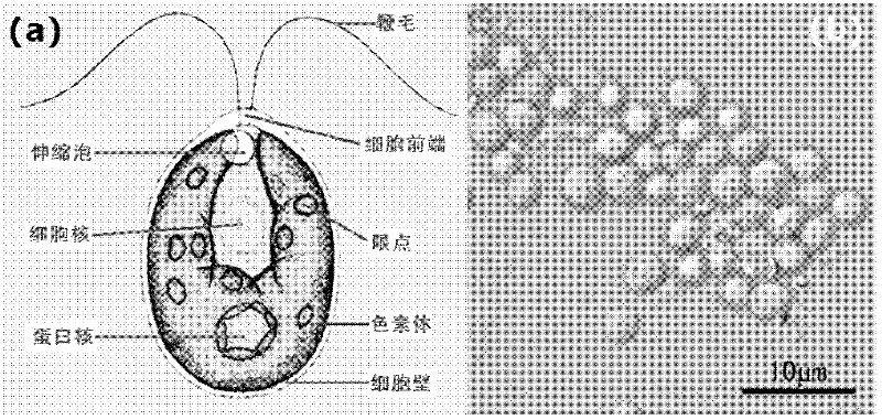 Biomimetic synthesis method of lithium vanadium phosphate/carbon nanometer composite mesoporous microspheres as positive electrode material of lithium ion battery