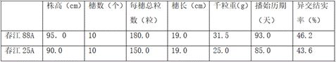 Method for improving purity of japonica rice sterile line