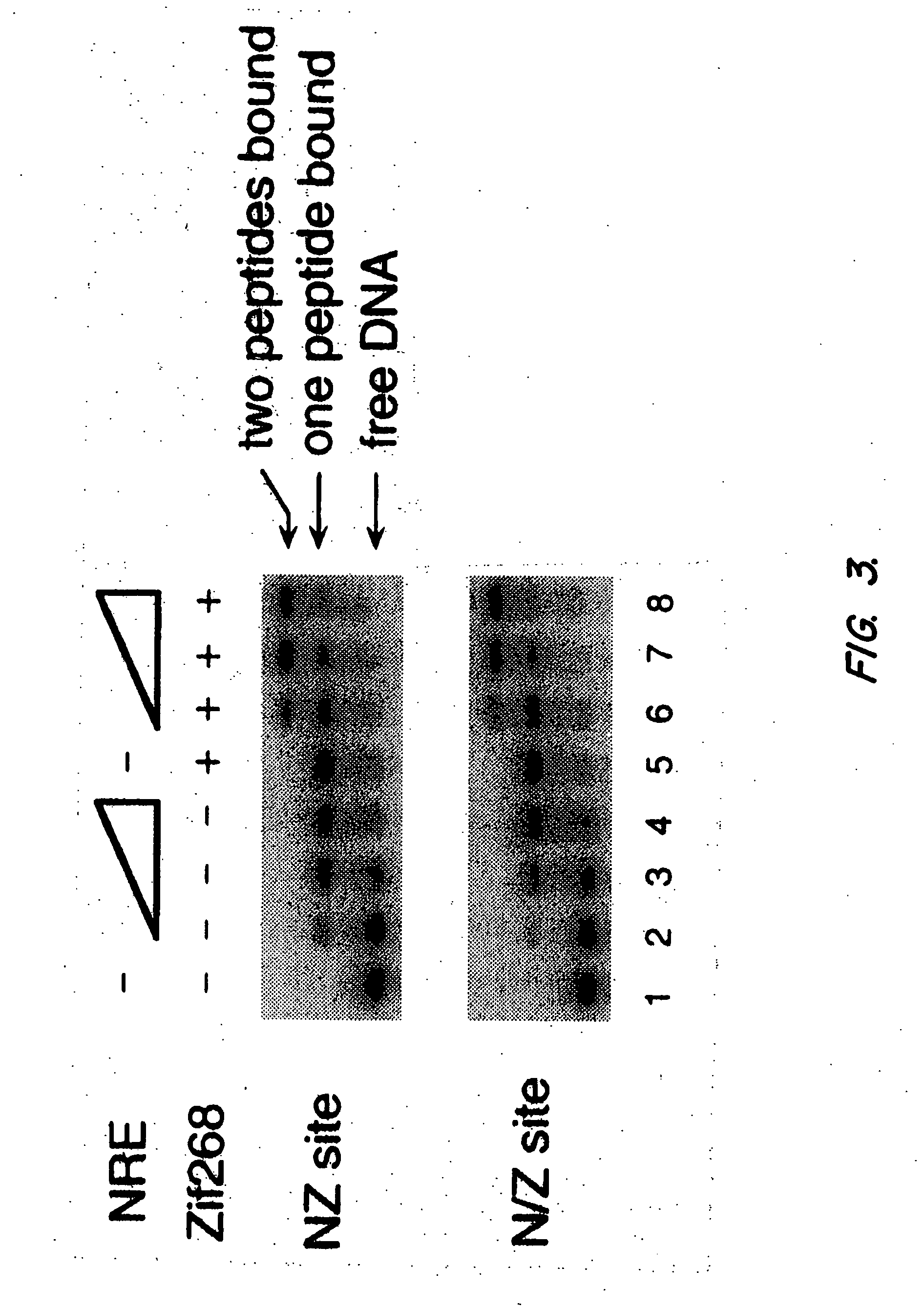 Poly-zinc finger proteins with improved linkers