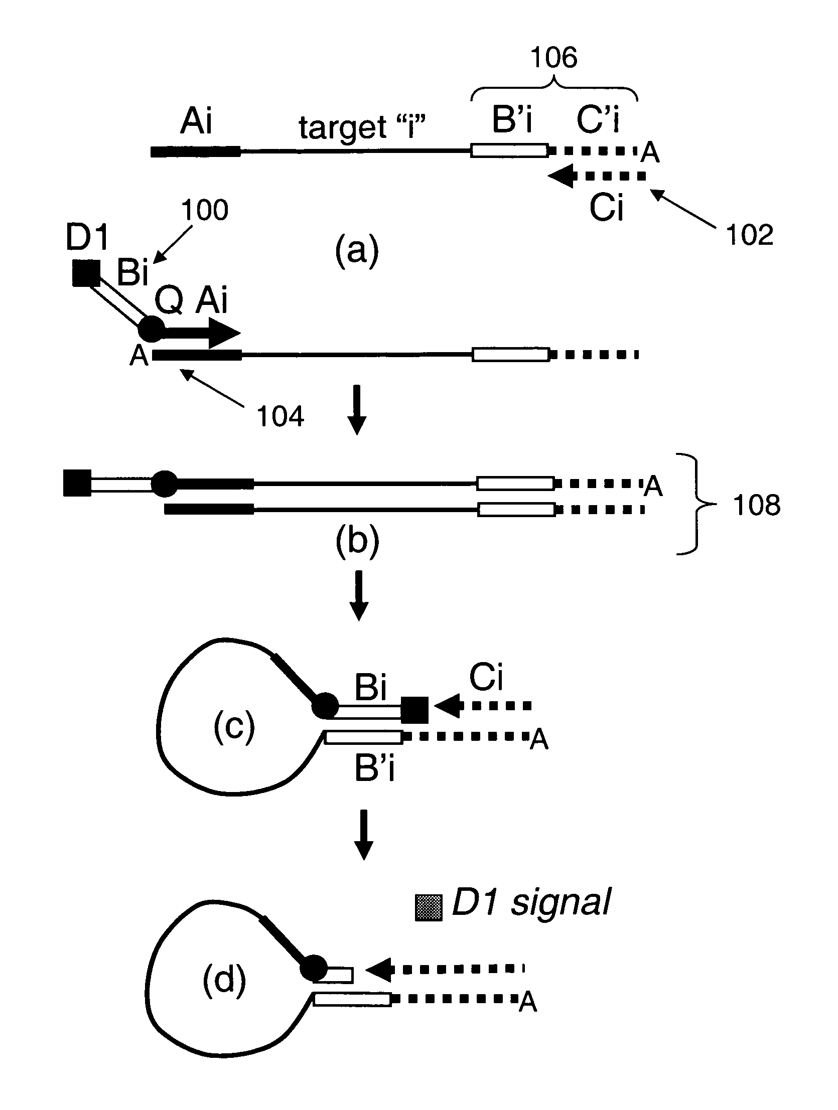 Methods and compositions for universal detection of nucleic acids