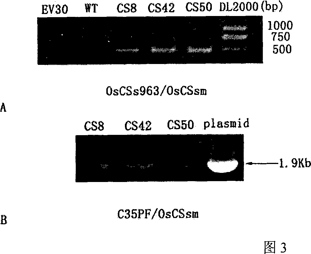 Rice OsCS coded sequence and application thereof