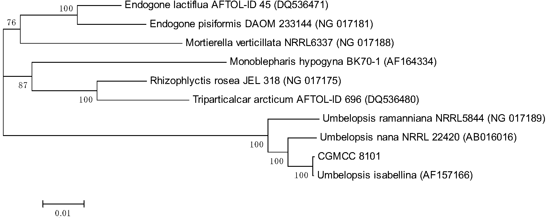 Umbelopsis sp. strain and mycelium extract thereof, as well as application