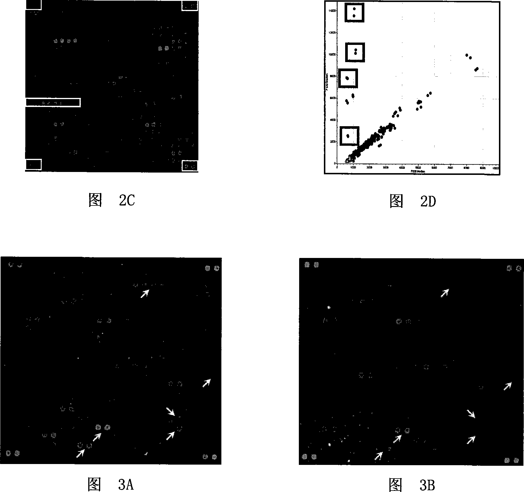Method for detecting if interaction between nucleic acid conjugated protein -target protein exist based on biological chip