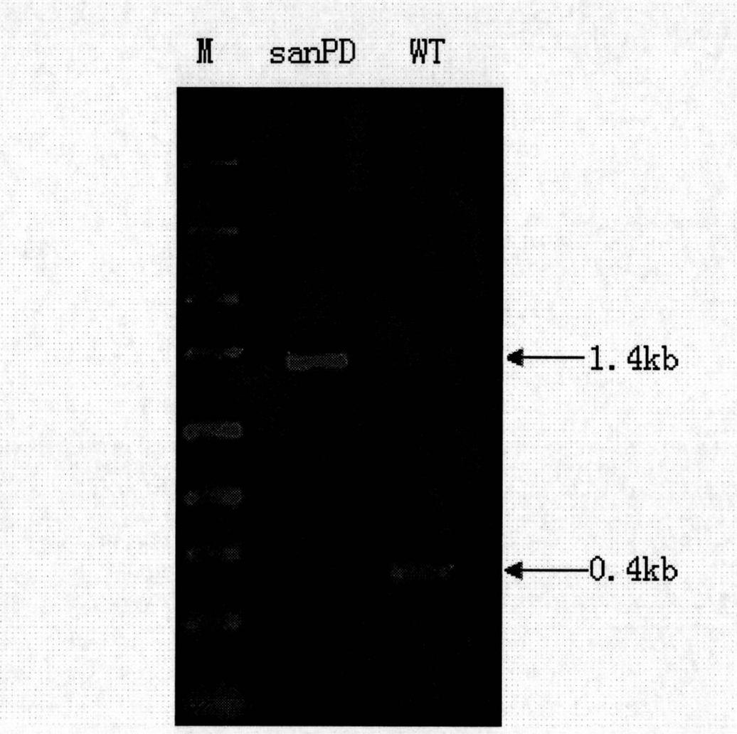 Method for producing nikkomycin Z, special culture medium of nikkomycin Z and special engineering bacteria of nikkomycin Z