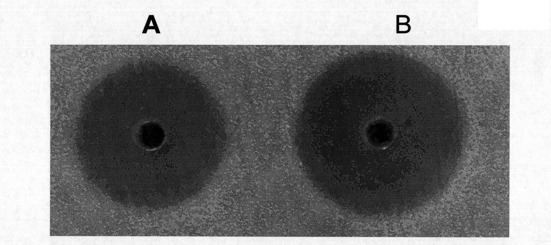 Method for producing nikkomycin Z, special culture medium of nikkomycin Z and special engineering bacteria of nikkomycin Z