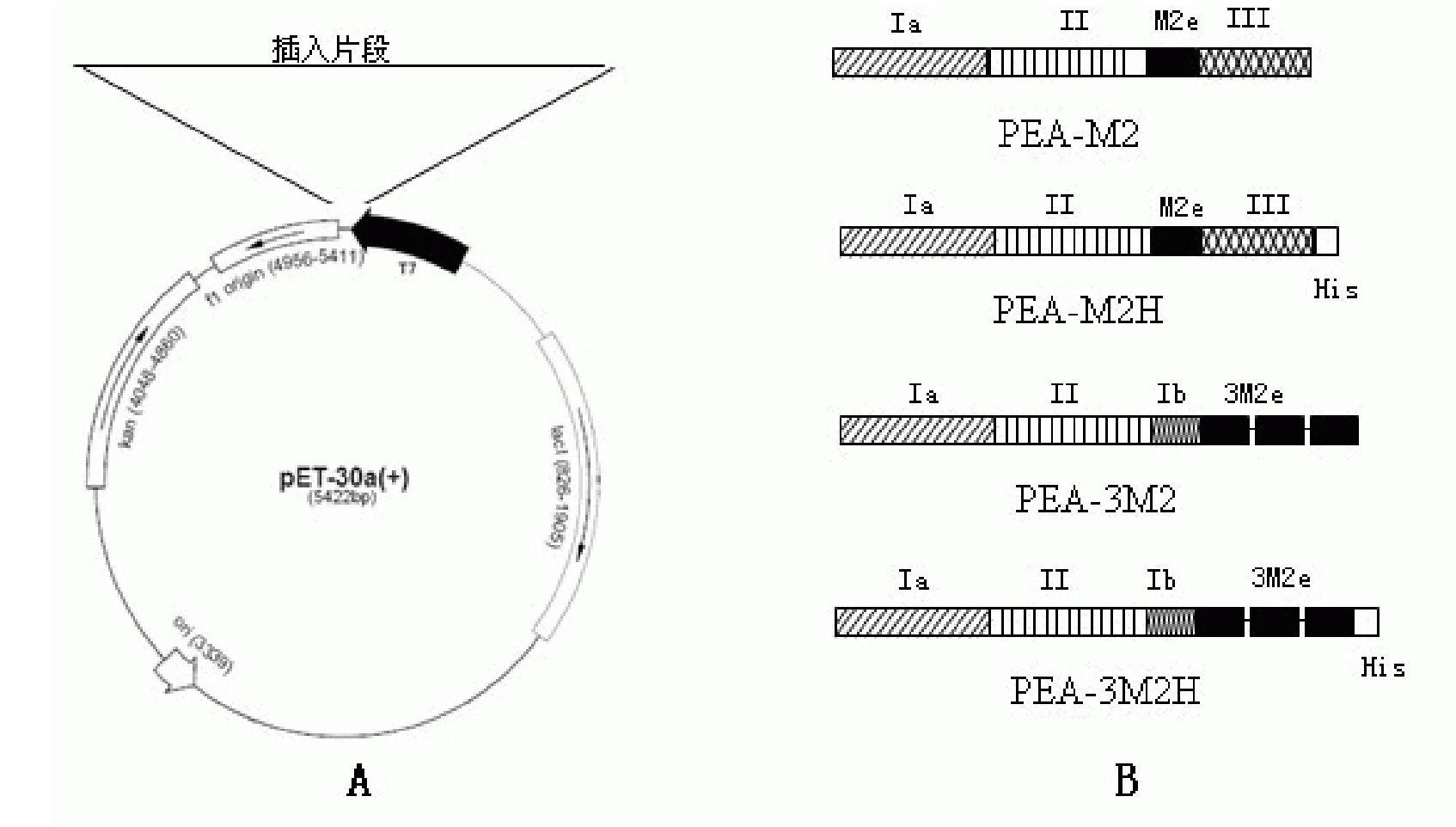 Fusion protein and encoding gene thereof as well as application of fusion protein