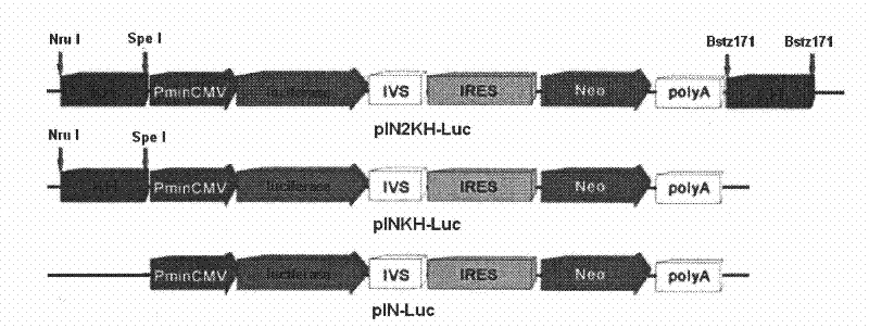 Nucleotide sequence fragments that promote high-efficiency expression of foreign proteins in cho cells