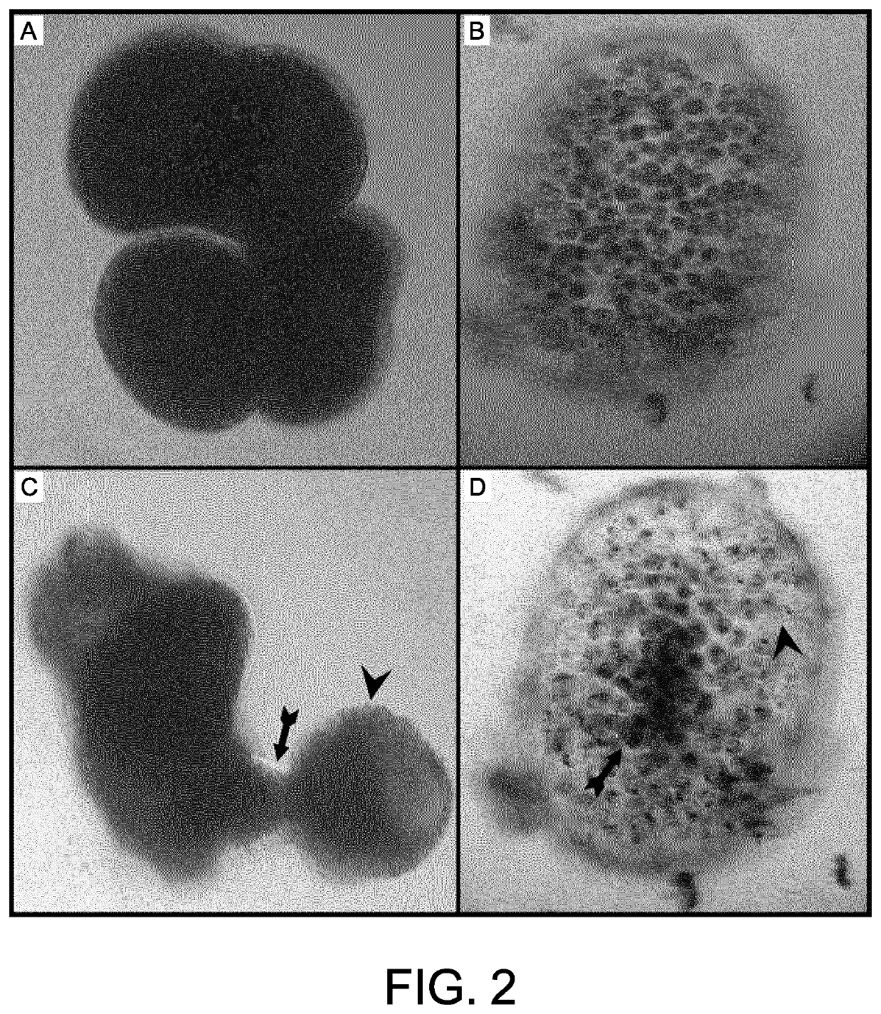 Treatment of parasitic infections of fish surfaces