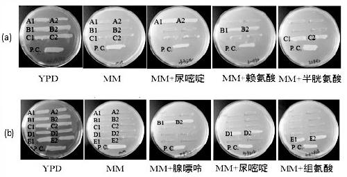 An acid-resistant flocculation industrial Saccharomyces cerevisiae strain and its construction method