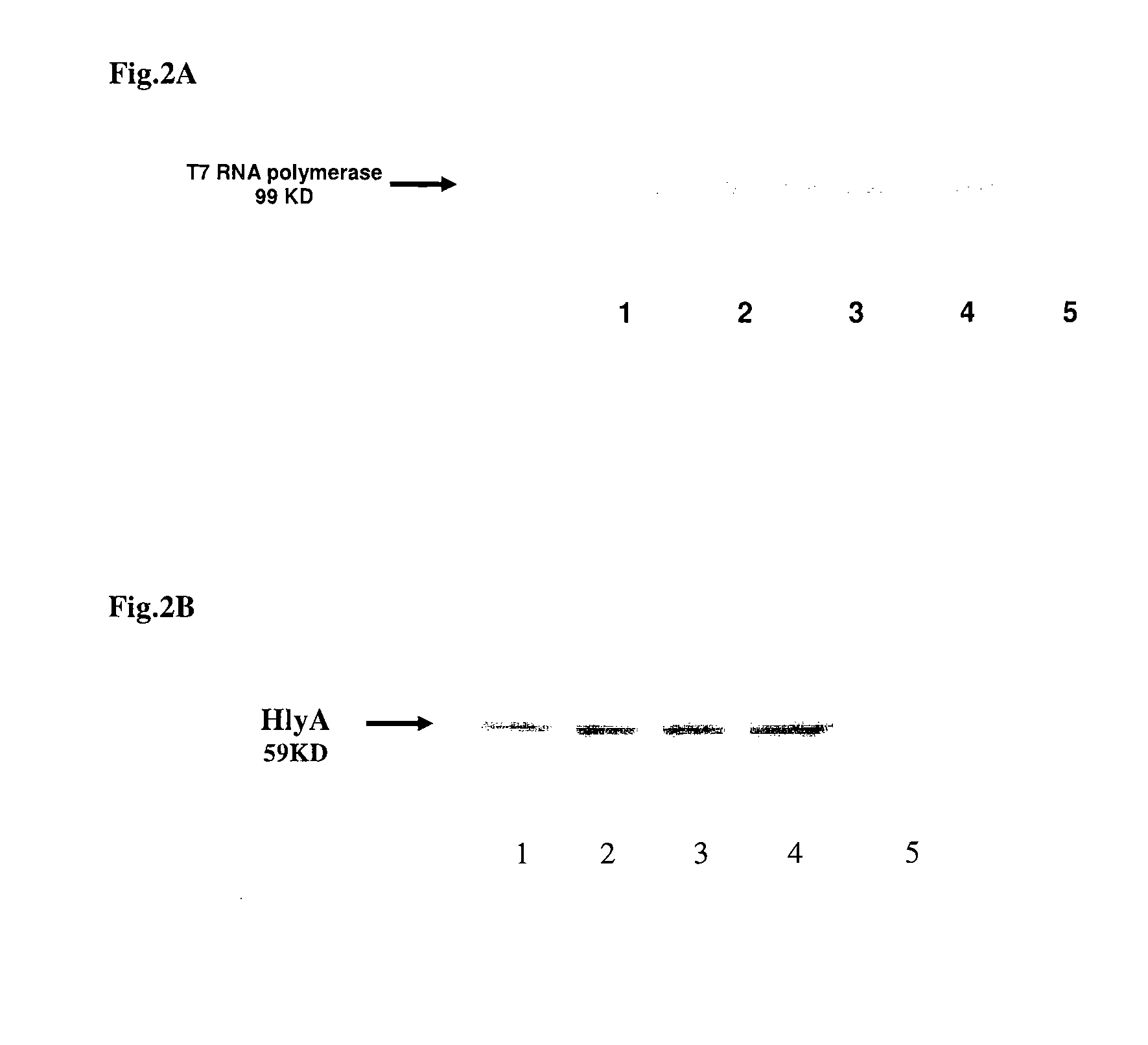 Compositions for bacterial mediated gene silencing and methods of using the same