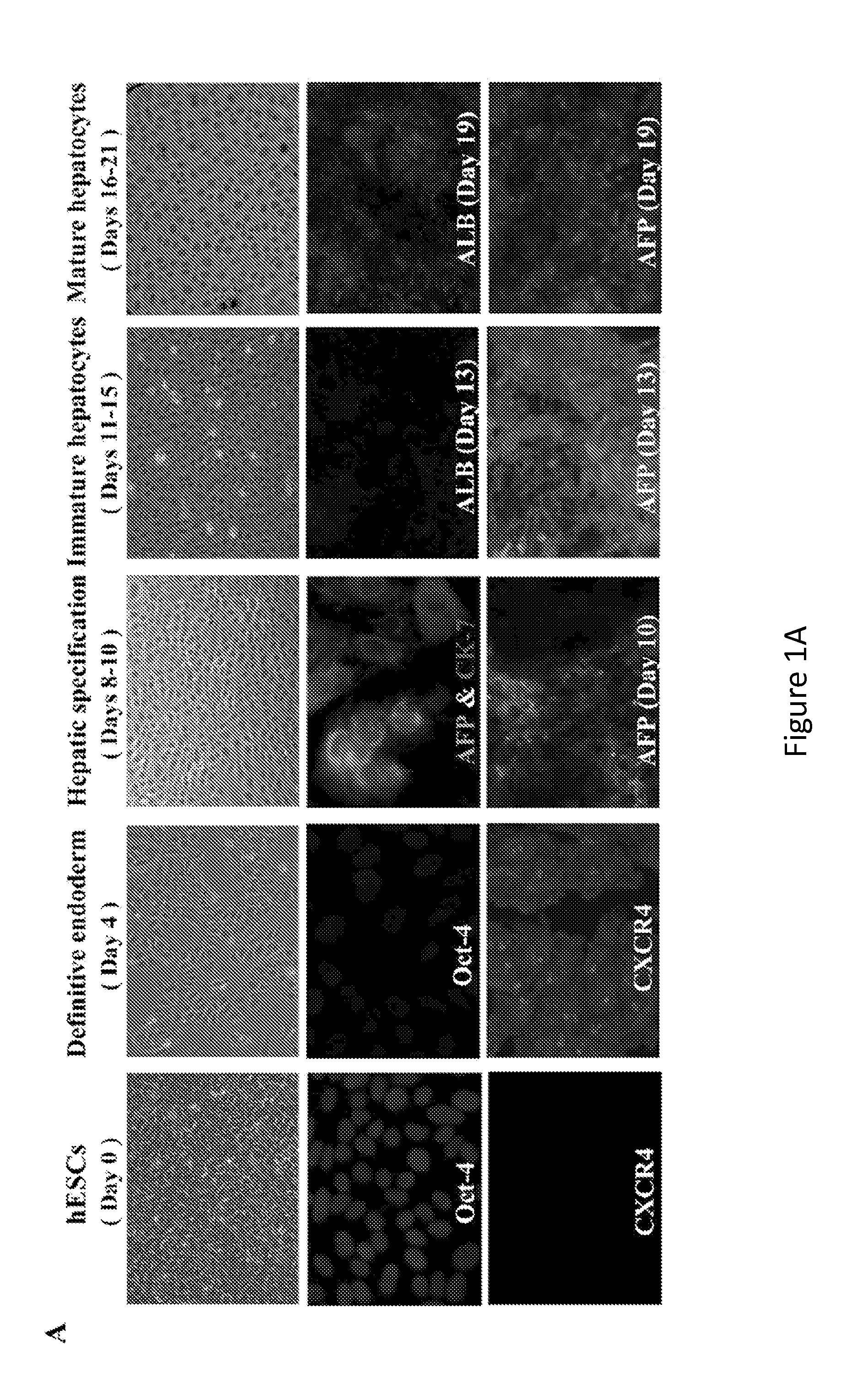 Hepatitis Virus Culture Systems Using Stem Cell-Derived Human Hepatocyte-Like Cells and Their Methods of Use