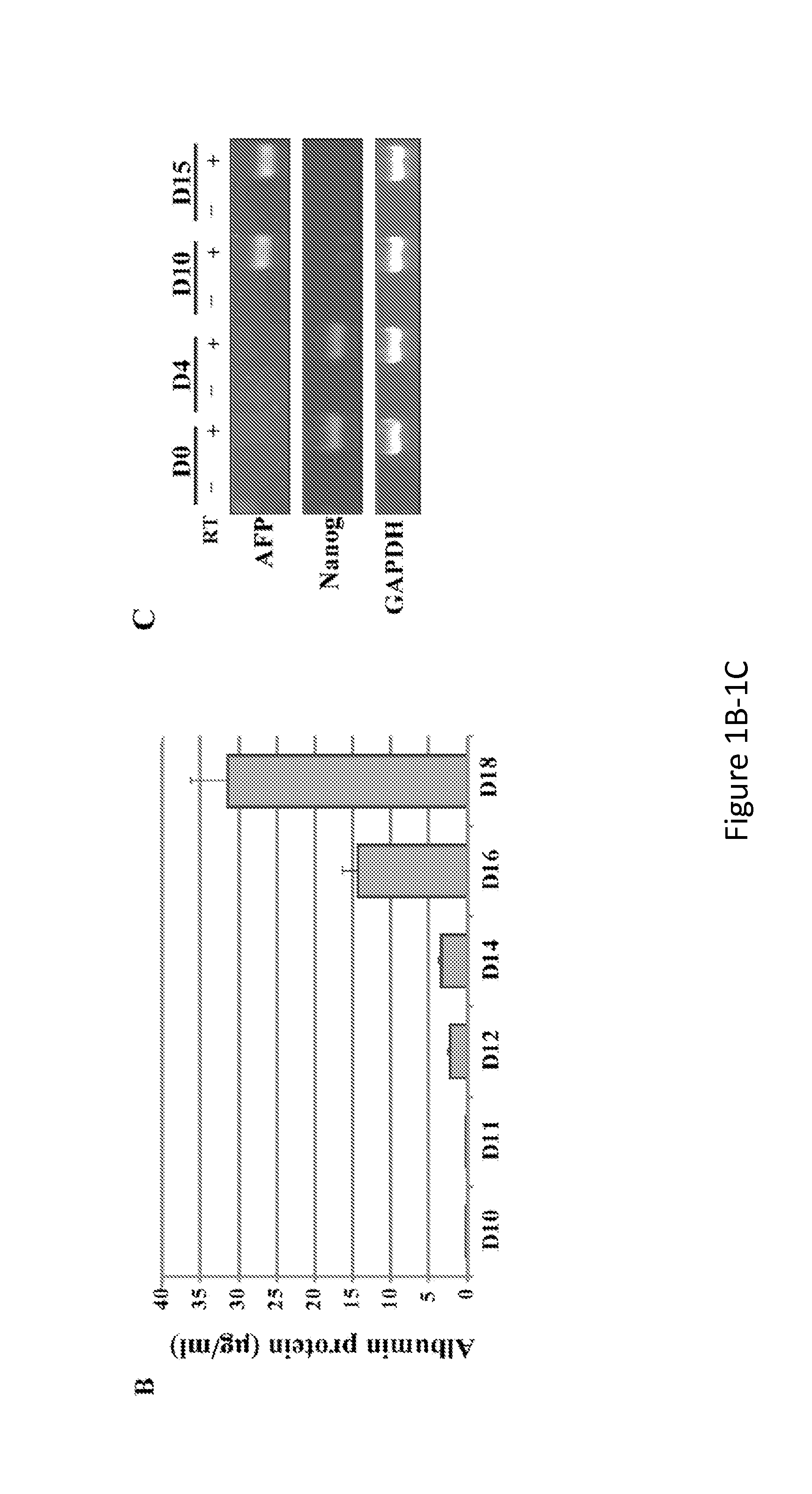 Hepatitis Virus Culture Systems Using Stem Cell-Derived Human Hepatocyte-Like Cells and Their Methods of Use