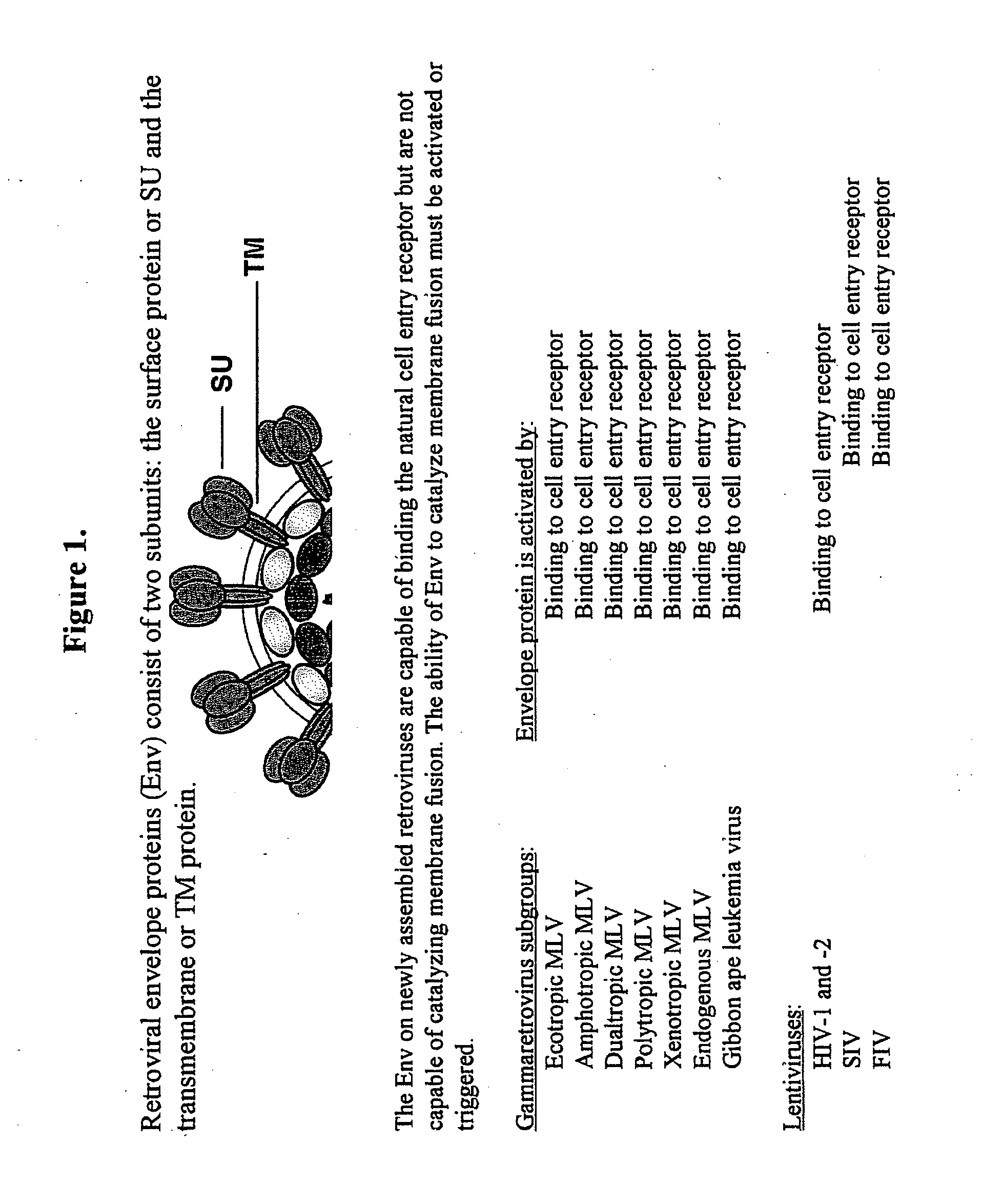 Methods and compositions for improved retroviral gene and drug delivery