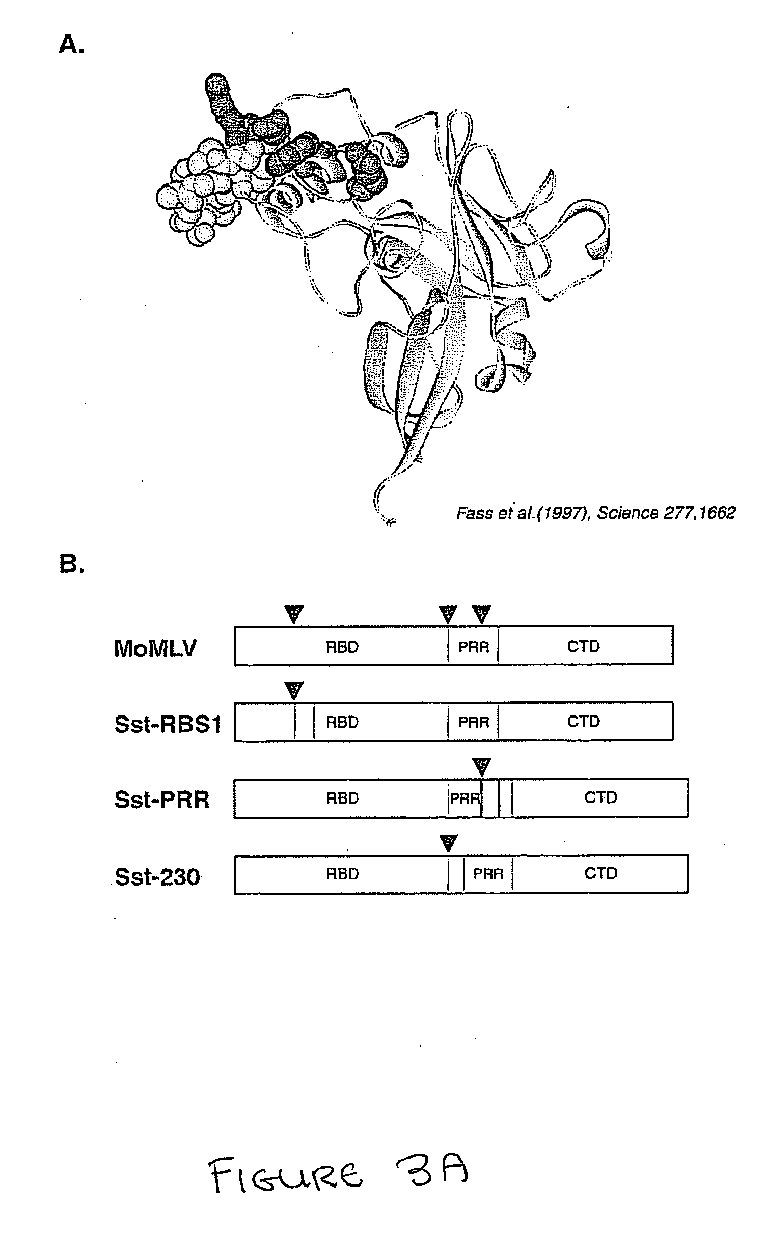 Methods and compositions for improved retroviral gene and drug delivery