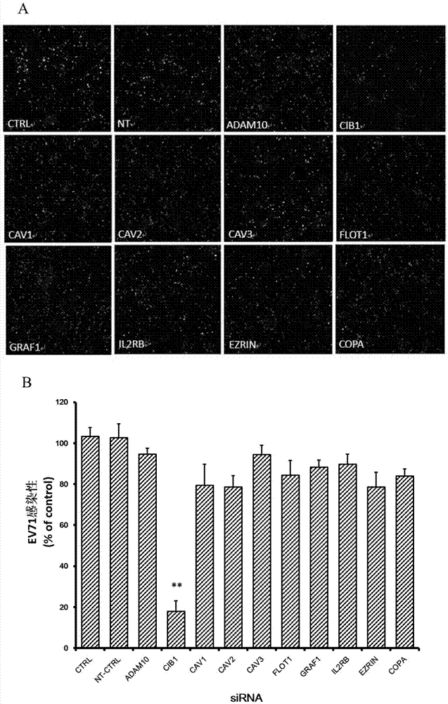Applications of calcium-and inte-grin-binding protein 1 in preventing and treating enterovirus 71 infection