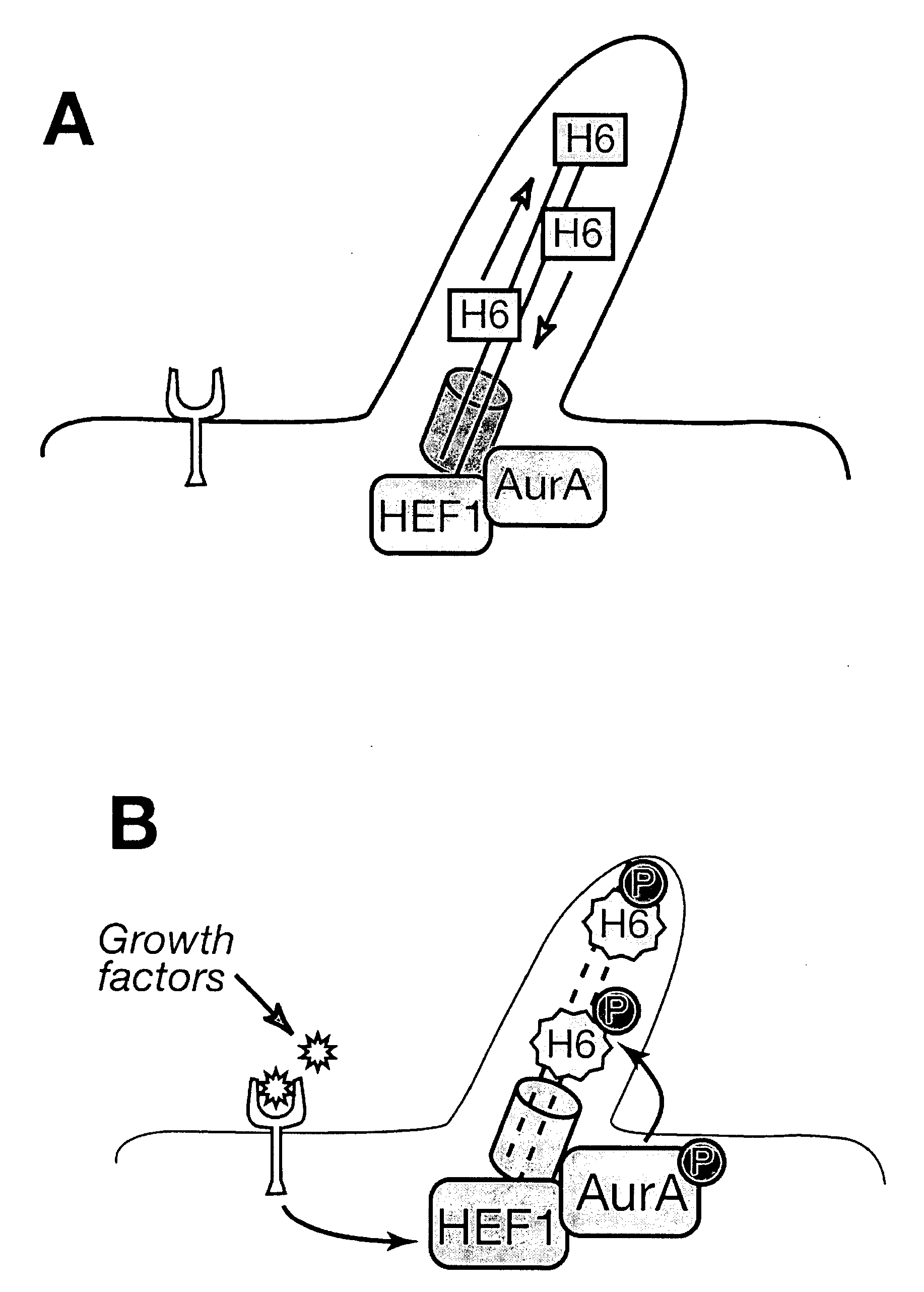 Compositions and Methods for the Treatment of Diseases Associated with Aberrant Cilia Assembly and Regulation