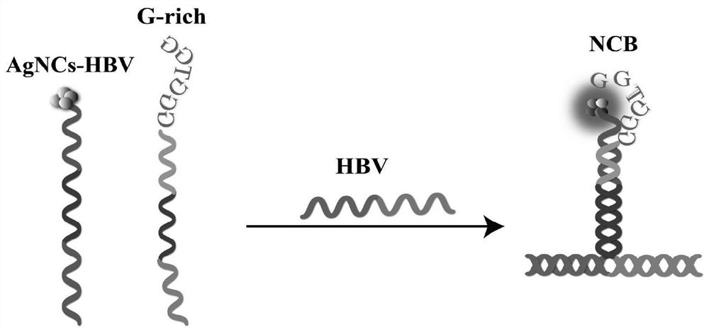 Probe and fluorescence sensor for quantitatively detecting hepatitis B virus DNA and method