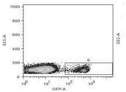 Mouse-tail DNA (deoxyribose nucleic acid) extraction kit applicable to the genotype of laboratory mouse and application thereof