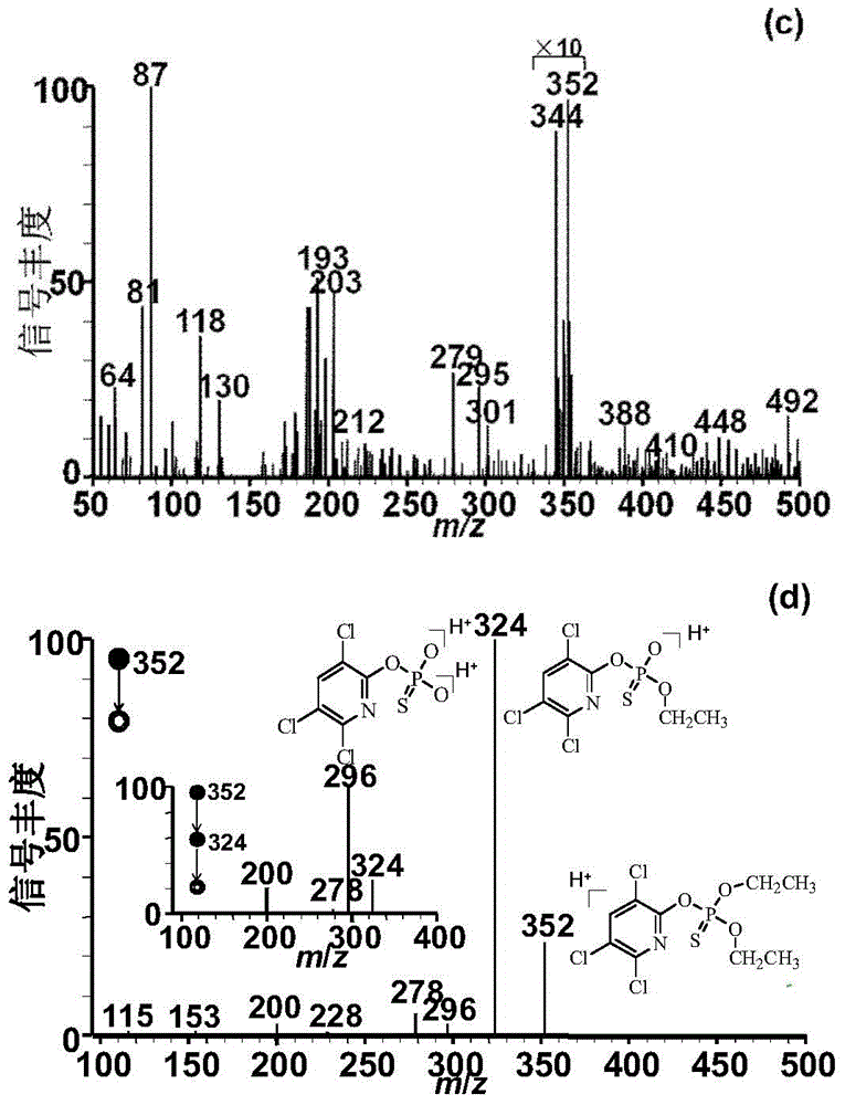 Method for rapidly detecting chlorpyrifos in honey by using neutral desorption-extractive electrospray ionization mass spectrometry