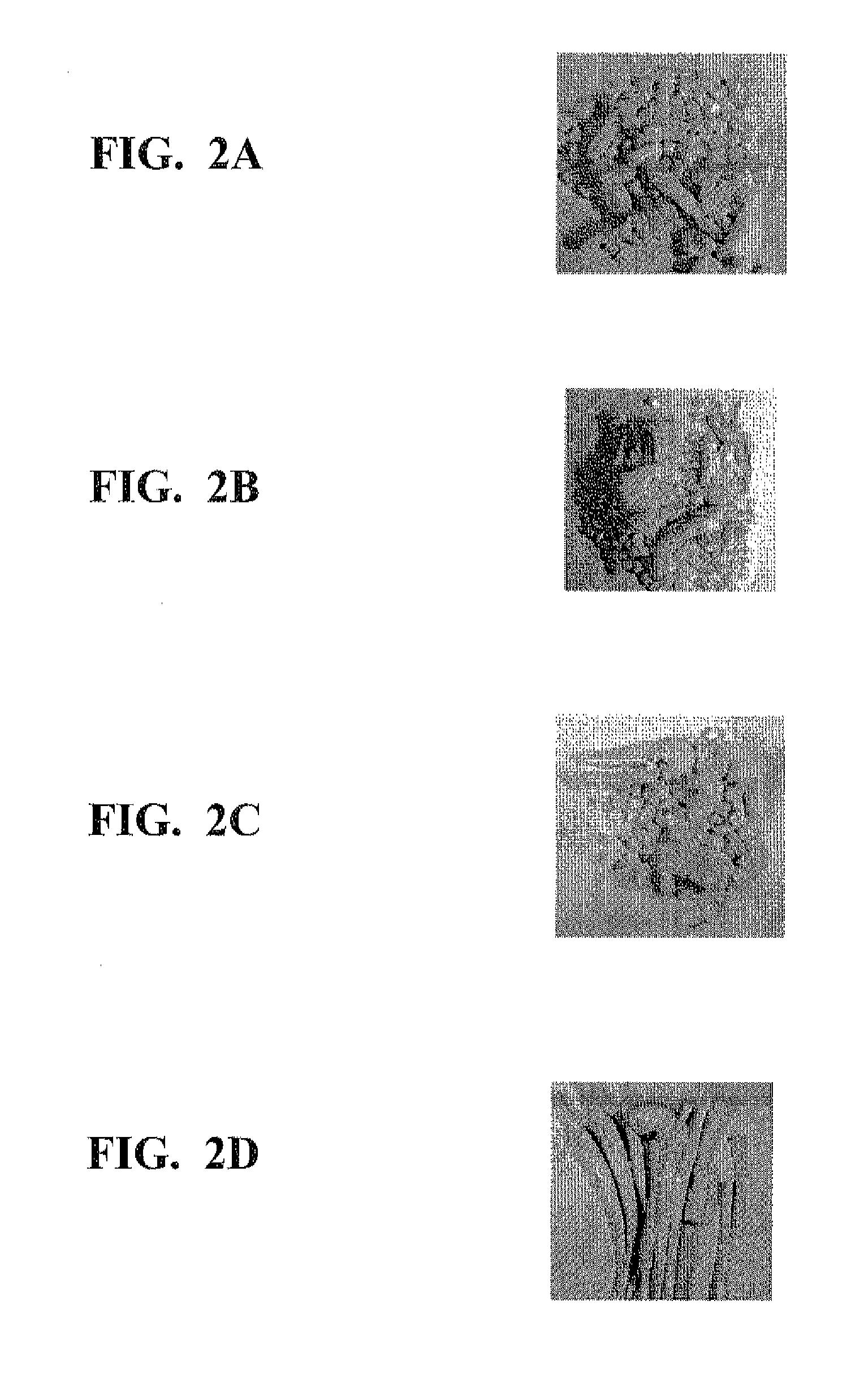 Brush filaments prepared from a polytrimethylene terephthalate composition and brushes comprising the same