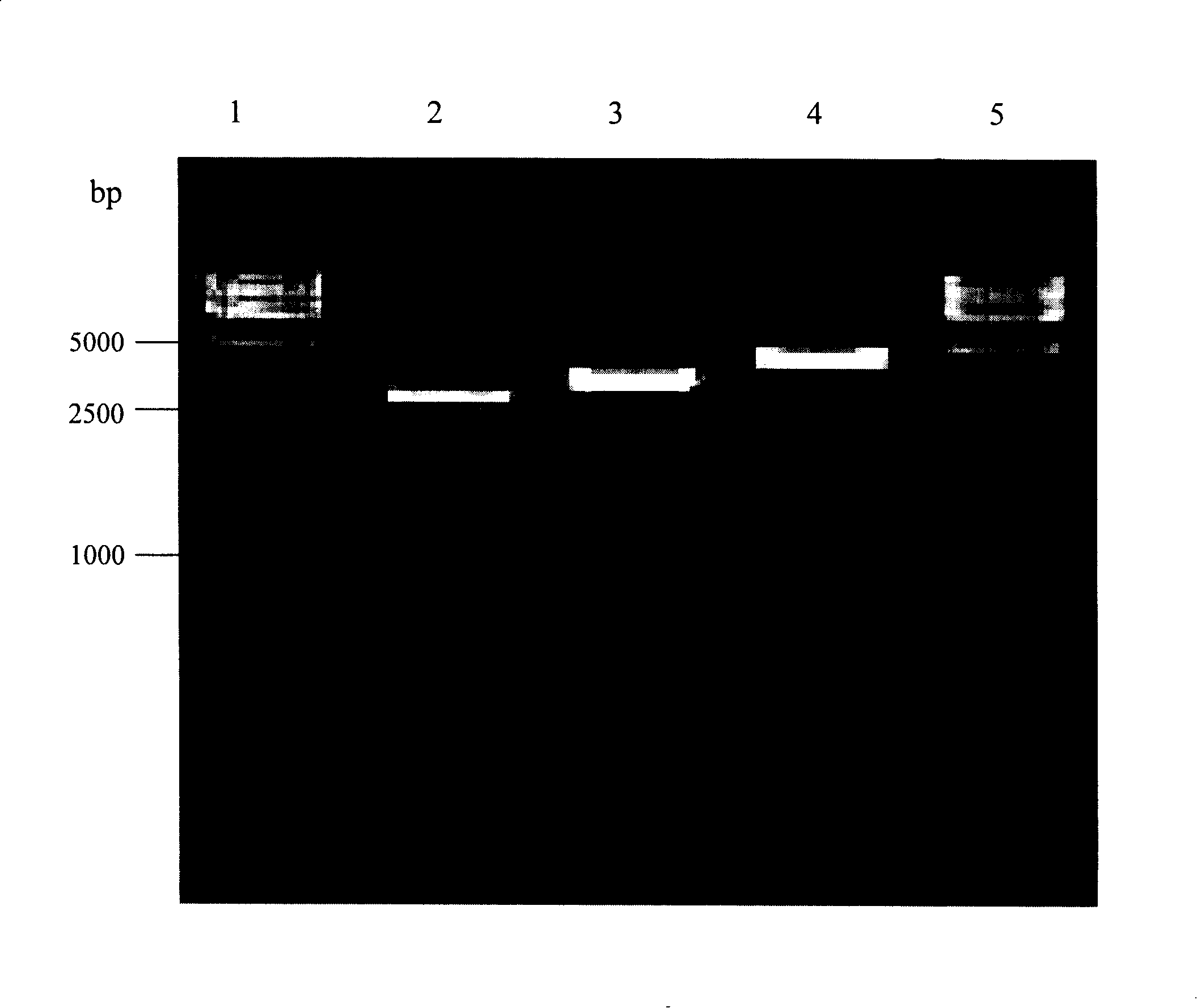 Human-like collagen gene, homodirection tandem gene with different repeat numbers, recombinant plasmid having tandem gene and preparation method