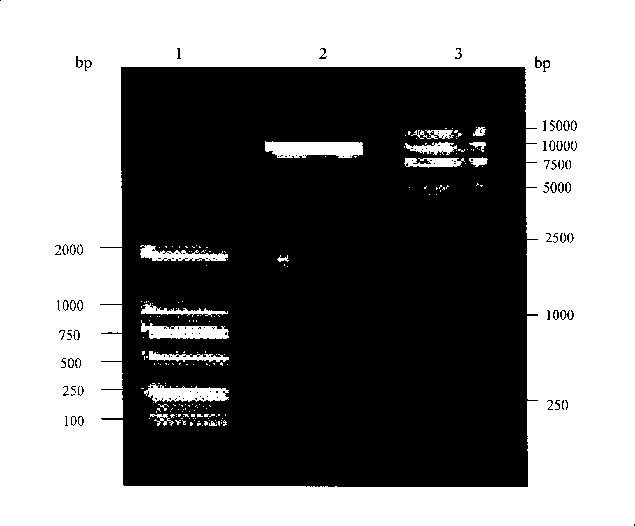 Human-like collagen gene, homodirection tandem gene with different repeat numbers, recombinant plasmid having tandem gene and preparation method