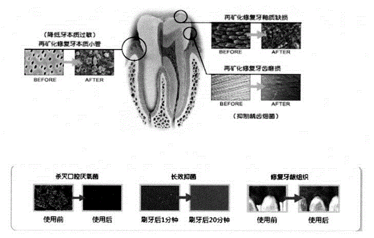 Preparation method of bone repair toothpaste agent inducing gene expression