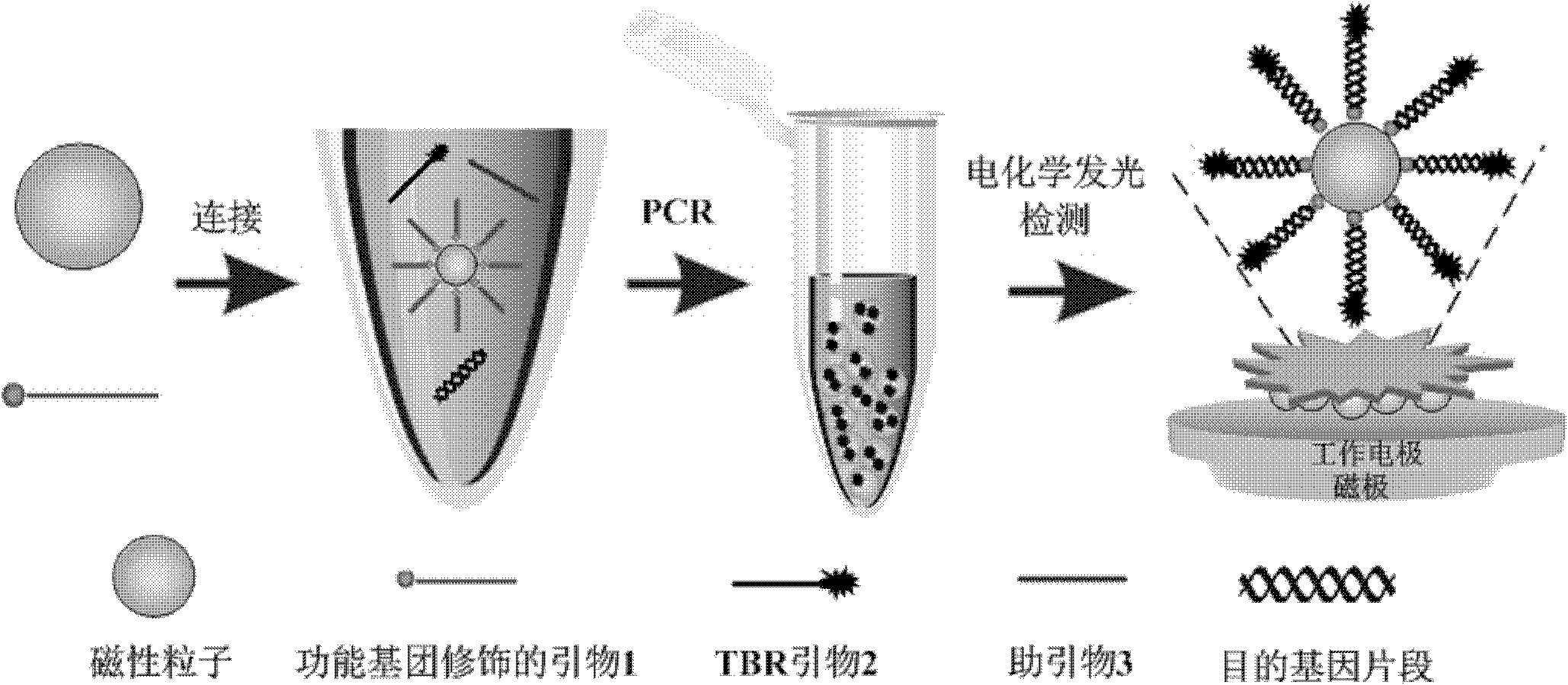 Method for detecting food pathogen by electrochemical luminescence gene sensor on basis of magnetic in-situ amplification