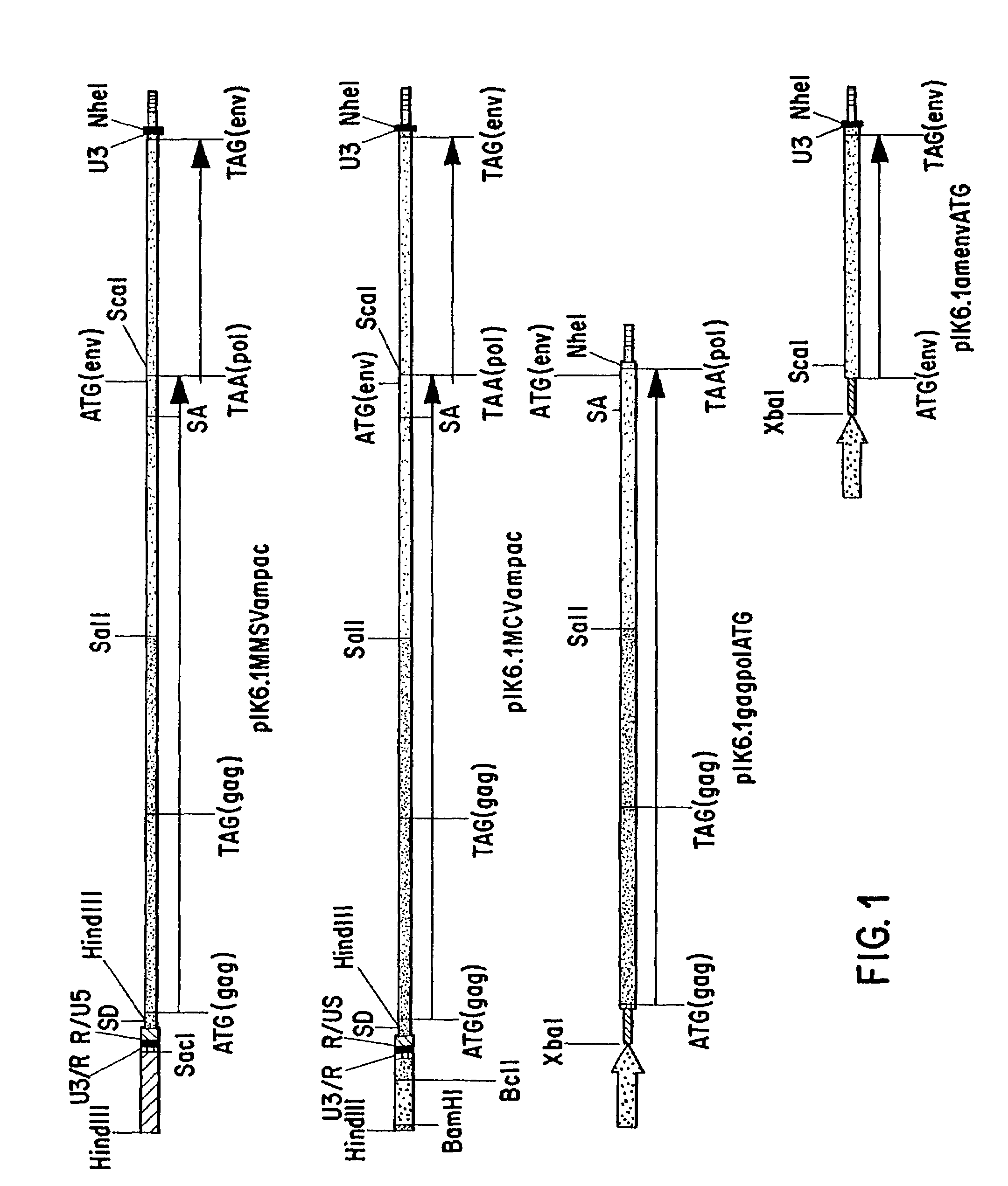 Method for production of high titer virus and high efficiency retroviral mediated transduction of mammalian cells