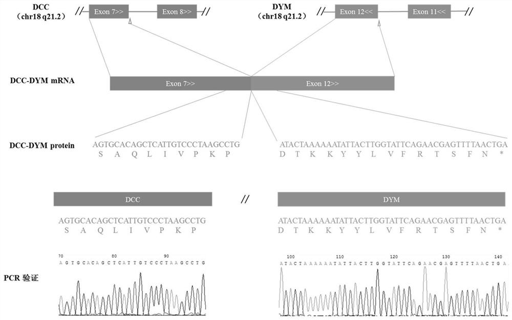 A method for predicting neoantigens produced by fusion genes