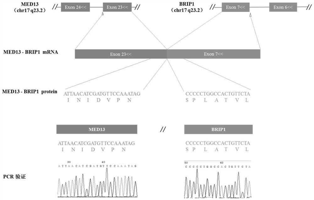 A method for predicting neoantigens produced by fusion genes