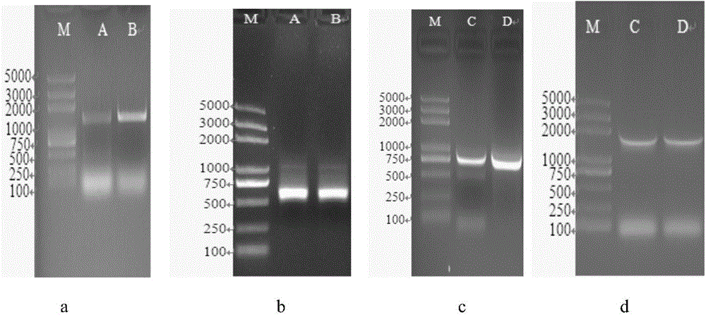 Microula sikkimensis delta 6-fatty acid desaturase MsD6D gene family as well as recombinant expression vector and application of MsD6D gene family