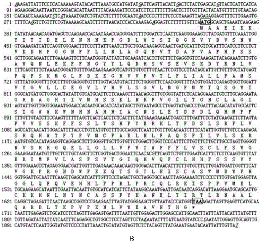 Microula sikkimensis delta 6-fatty acid desaturase MsD6D gene family as well as recombinant expression vector and application of MsD6D gene family