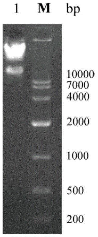 Ocean cold-adapted esterase as well as coding gene E40 and application thereof