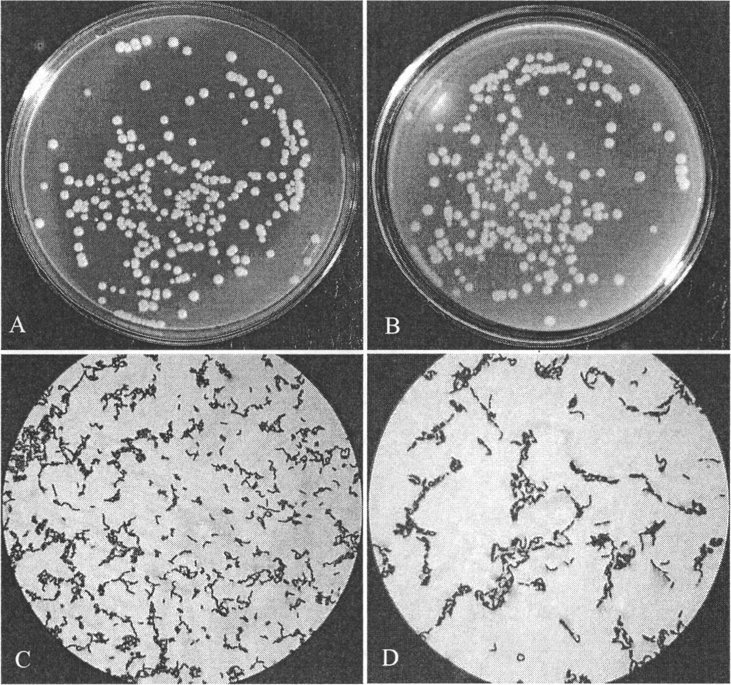 Bacillus megaterium Bm-10 strain for highly producing poly-beta-hydroxybutyrate as well as screening method and application thereof