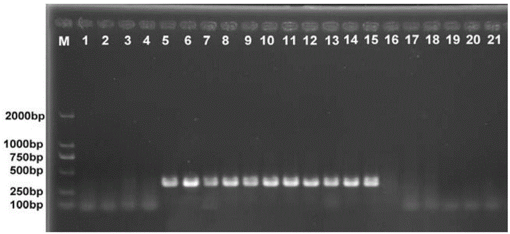 Primer group for identifying tribolium stored grain pests and application thereof