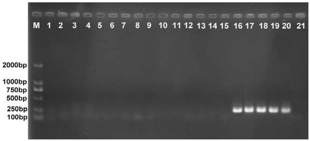 Primer group for identifying tribolium stored grain pests and application thereof