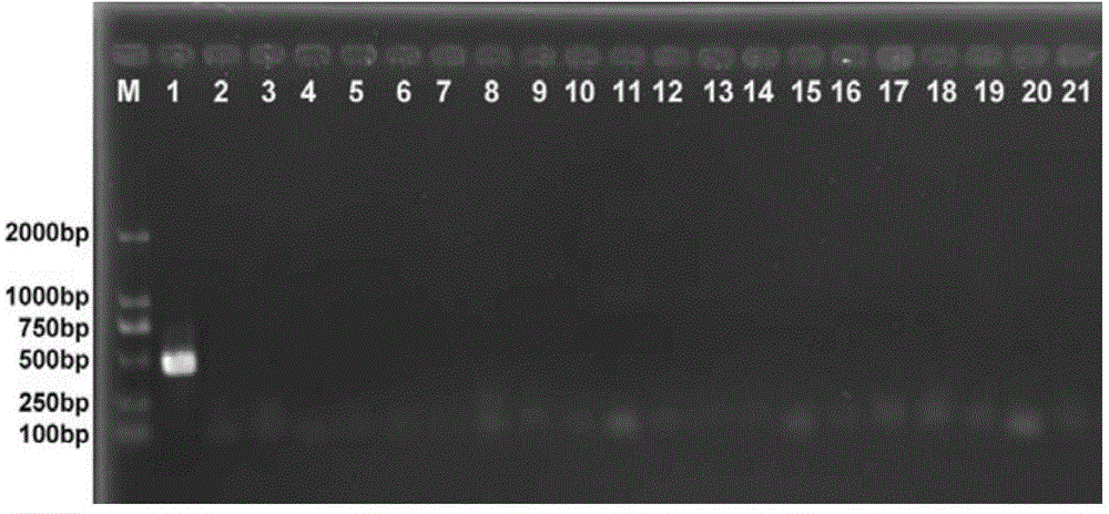 Primer group for identifying tribolium stored grain pests and application thereof