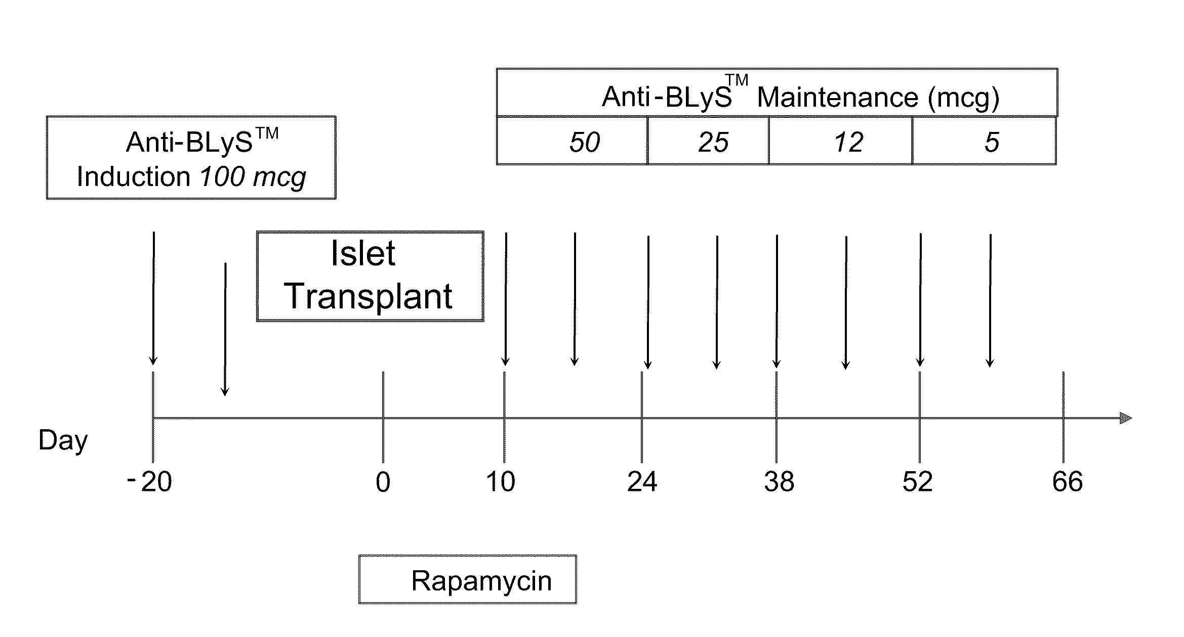 Use of b lymphocyte stimulator protein antagonists to promote transplantation tolerance