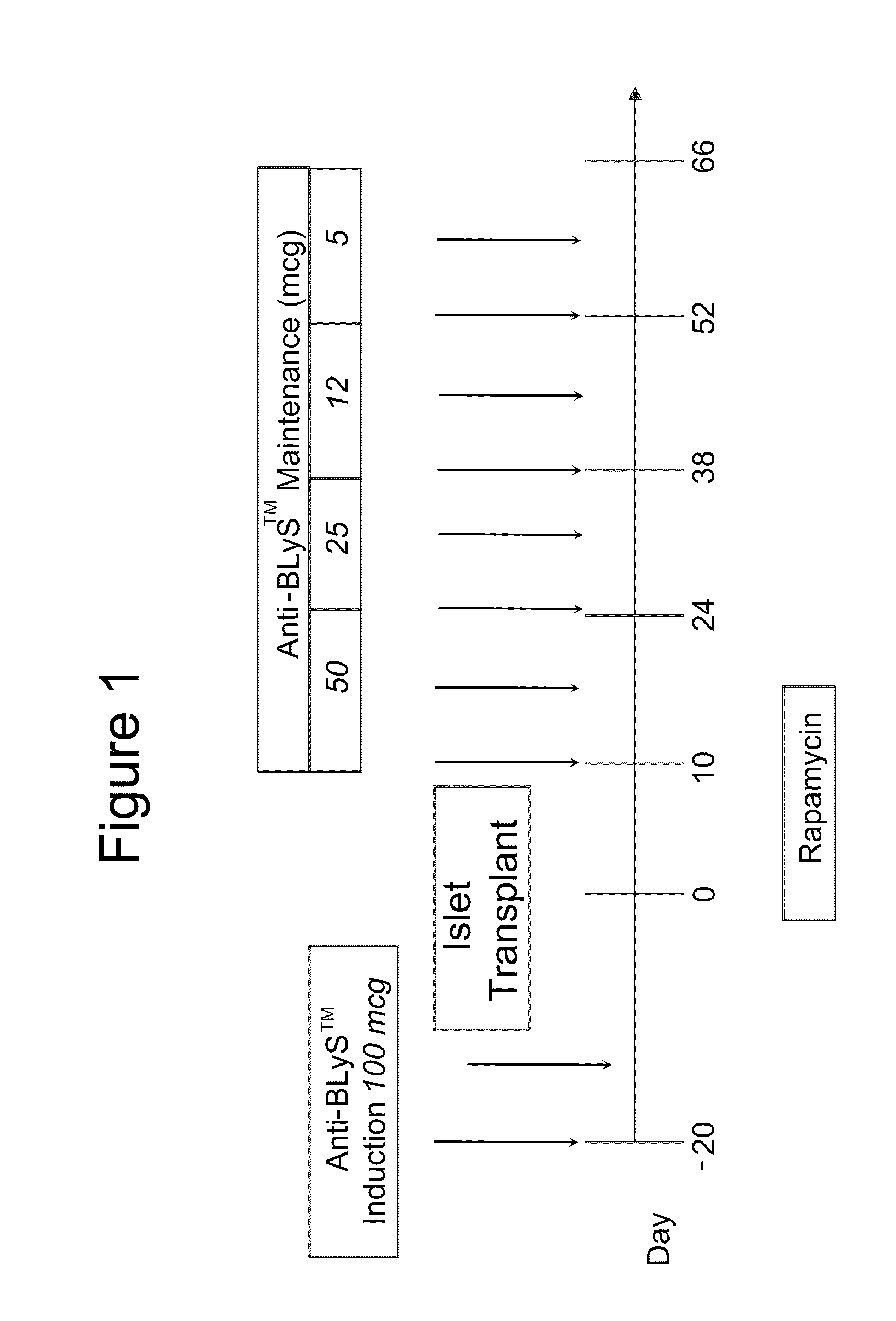 Use of b lymphocyte stimulator protein antagonists to promote transplantation tolerance