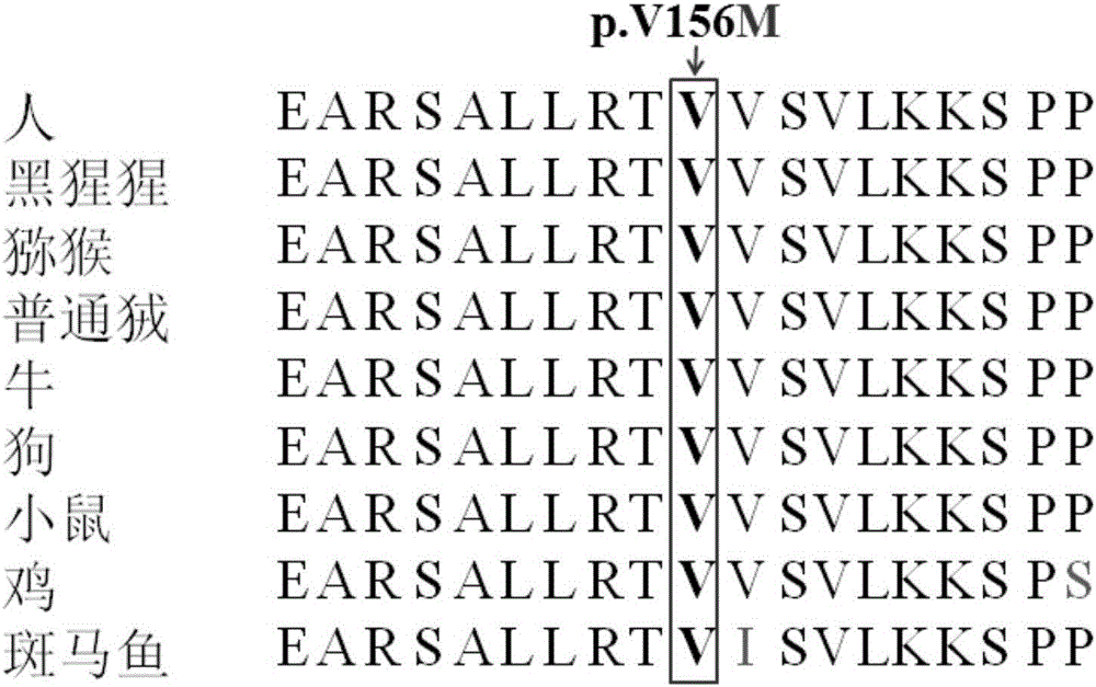 Parkinson disease pathogenic gene and detection kit