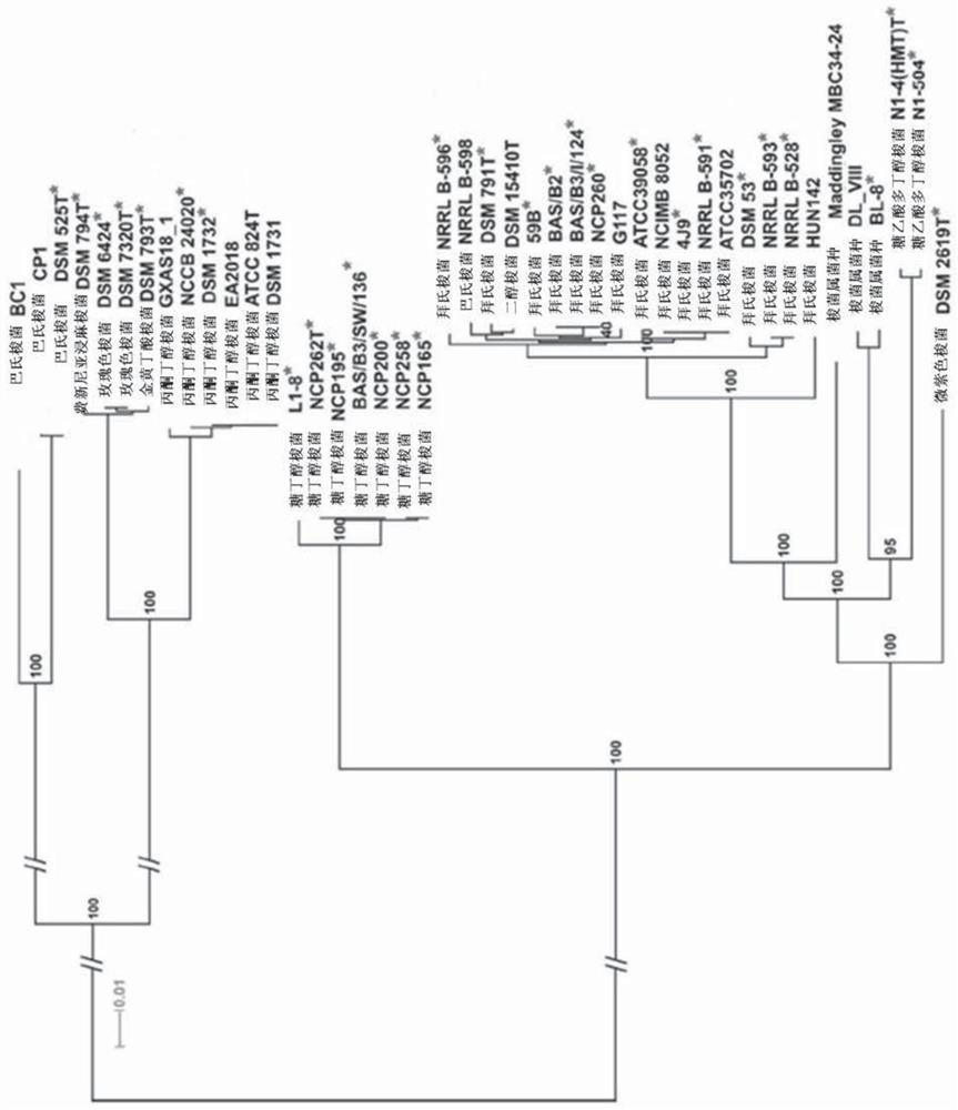 Genetically modified clostridium bacteria, preparation and uses of same