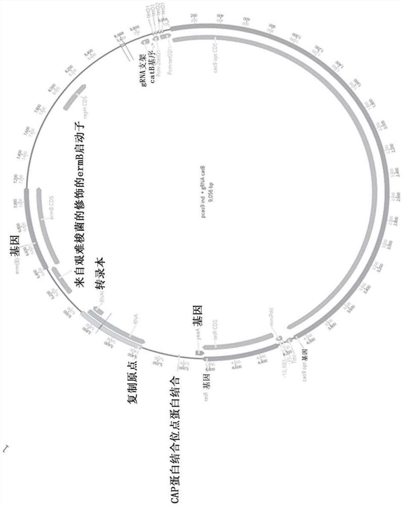 Genetically modified clostridium bacteria, preparation and uses of same